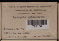 Lycogala epidendrum image